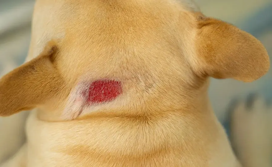 Hotspots beim Hund - erkennen, behandeln, Rückfälle vermeiden