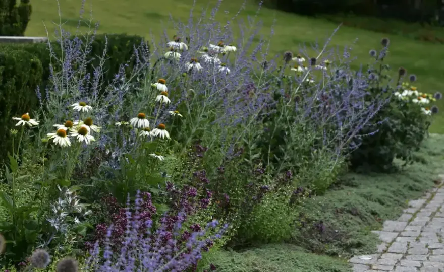 Hortensia i rabatt - så får du rik blomning år efter år