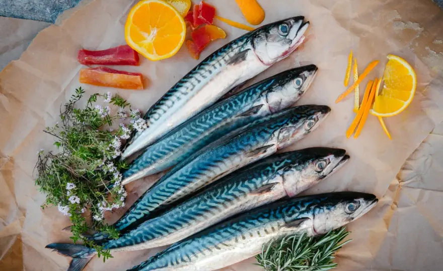 Czym się żywi makrela? Odkryj jej zaskakującą dietę morską