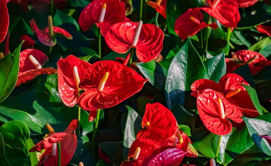 Anthurium rouge ne fleurit pas ? Entretien facile et floraison
