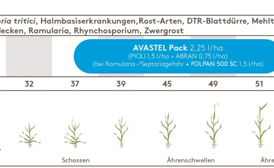 Zymoseptoria tritici - Weizen schützen, Ertrag sichern