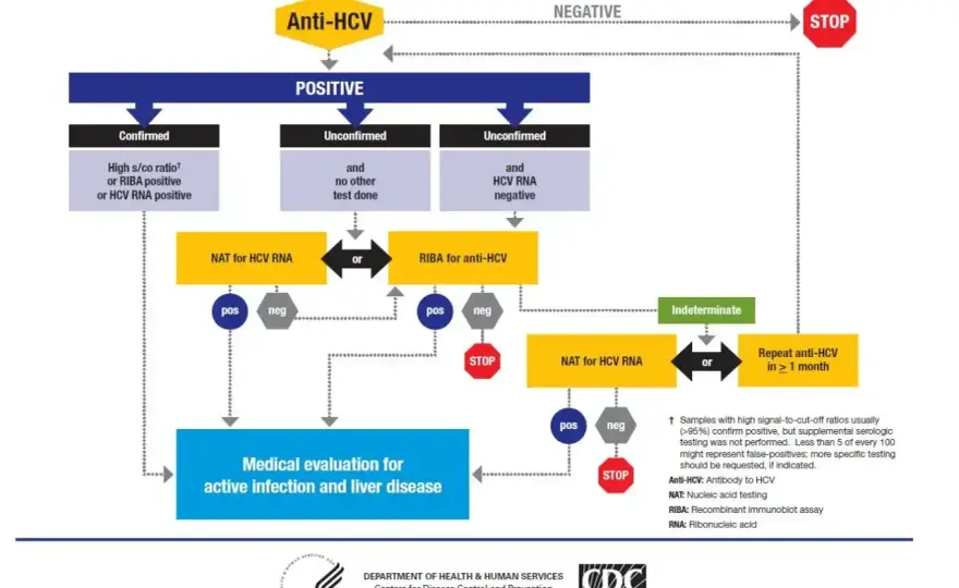 Badanie HCV - Anty-HCV vs. RNA: Jak czytać wyniki?