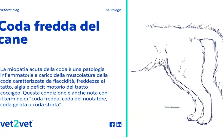 Coda fredda nel cane - Riconoscere i sintomi e agire subito