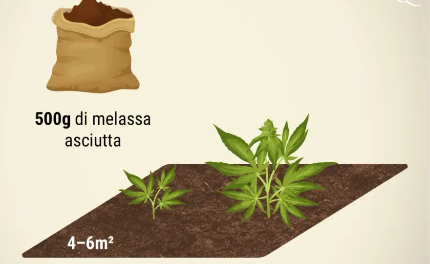 Melassa per piante - Usarla bene o far danni?