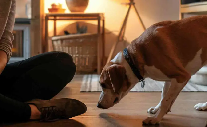 Mon chien renifle tout le temps - Normal ou problème ?