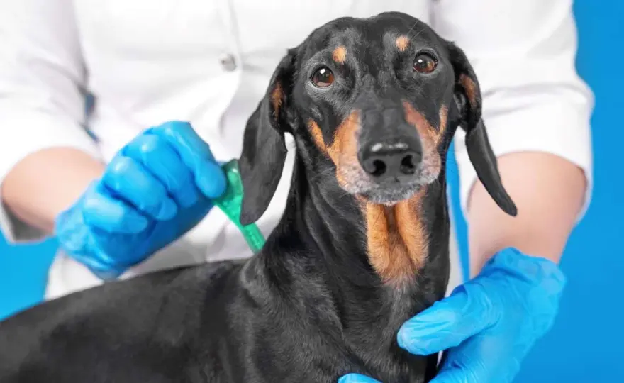 Leishmaniosi cane - Protezione efficace e sintomi da non ignorare