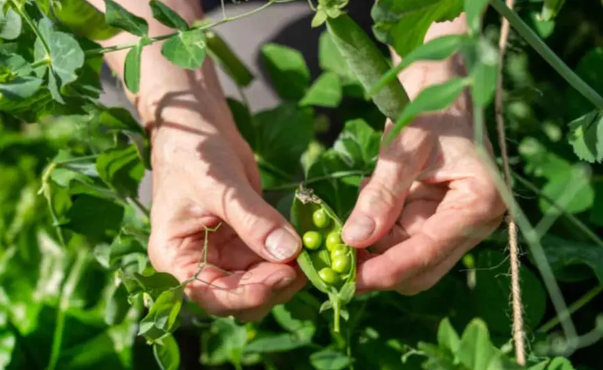 Piselli: carboidrati o proteine? La risposta che non ti aspetti