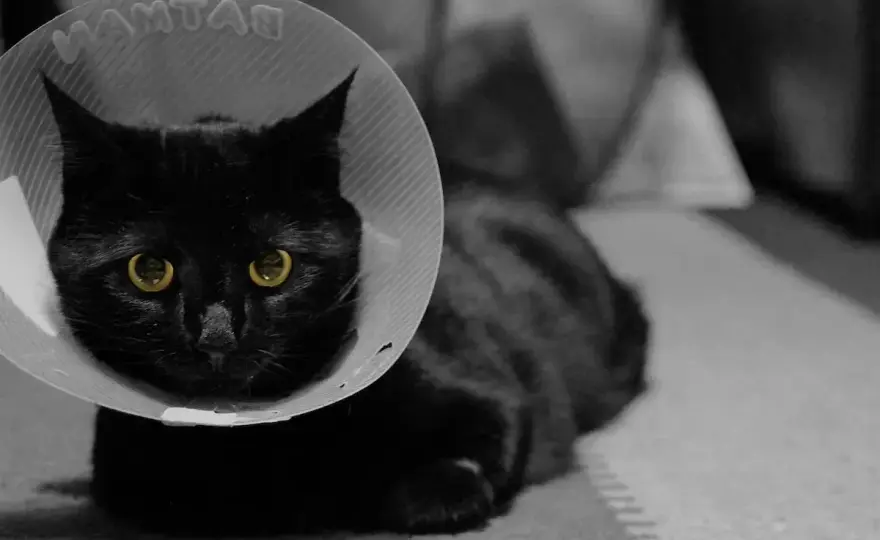 Stérilisation chatte - Guide complet pour une convalescence sereine