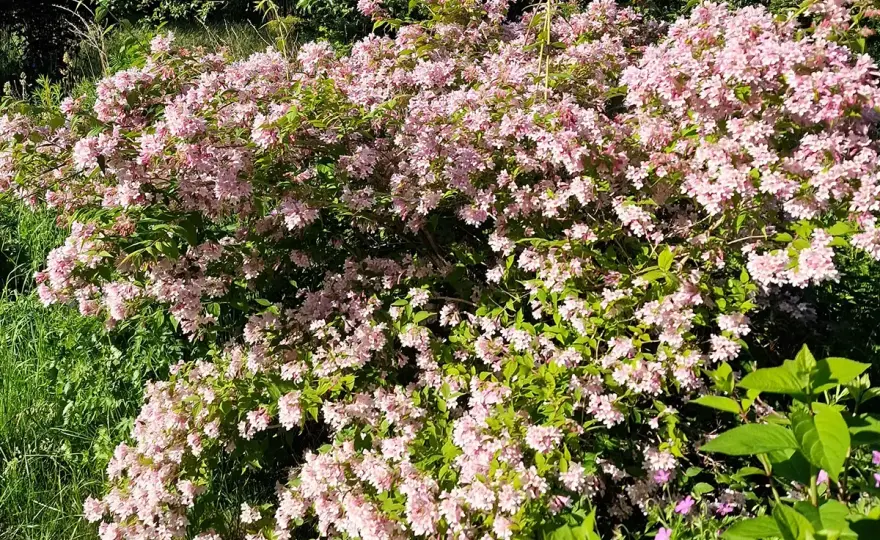 Hibiskus utomhus i Sverige - Så lyckas du med din odling