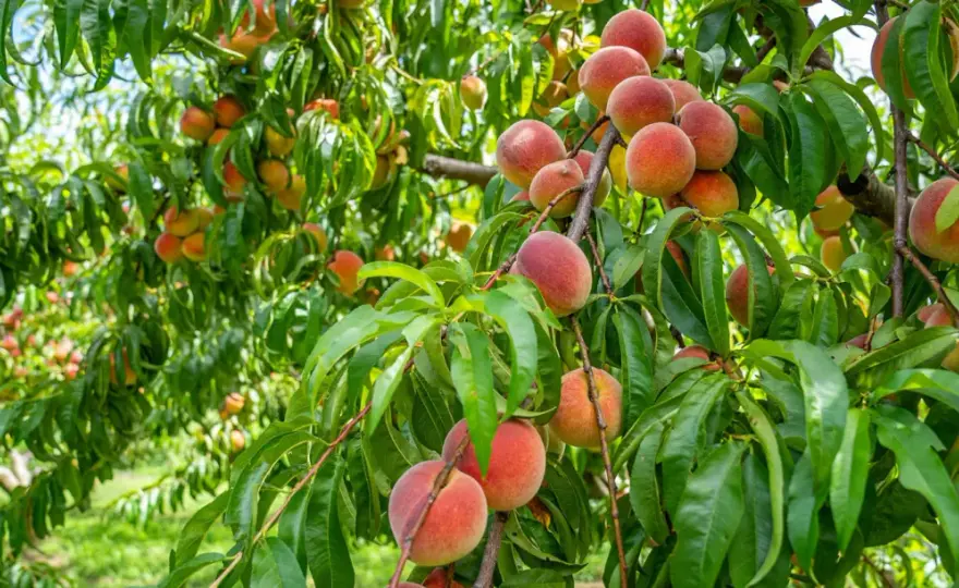 Arbre fruitier nain: Le guide complet pour une récolte réussie