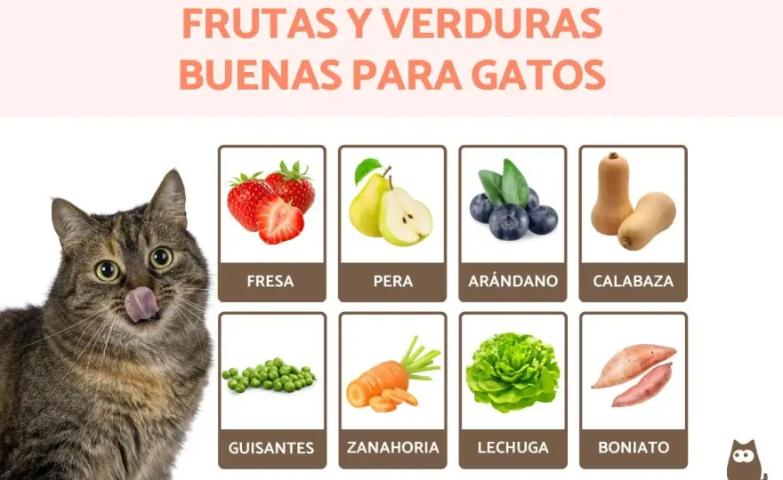 Qué comen los gatos - Guía completa para una dieta sana