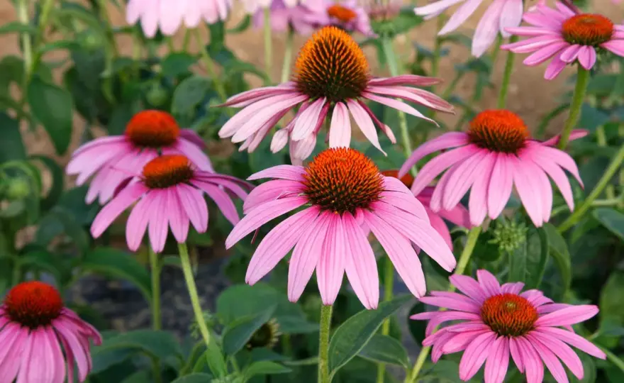 Échinacée pourpre - Le guide complet pour un jardin fleuri