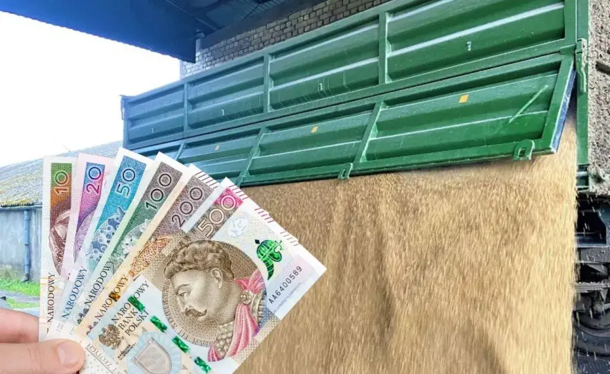 Cena owsa - Ile płacą skupy? Sprawdź, jak negocjować!