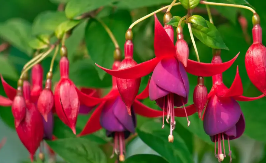 Fucsia - Cuidados para que florezca todo el año
