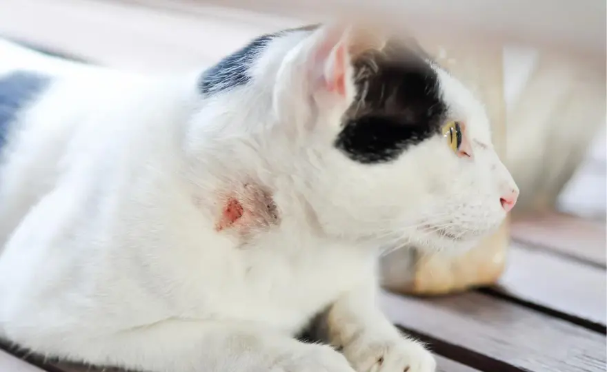 Absceso en gatos - ¿Mortal? Cuándo actuar y qué hacer