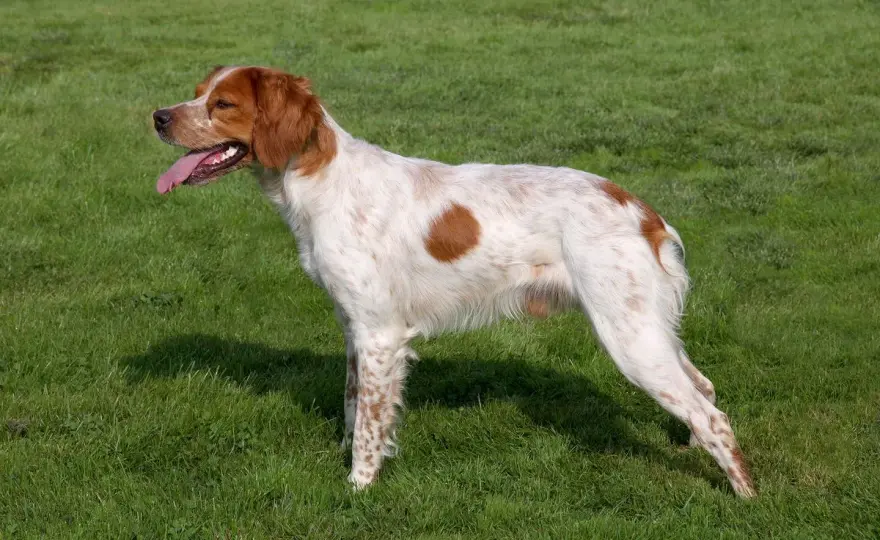 Spaniel Bretón: ¿Es el perro ideal para ti? Guía completa