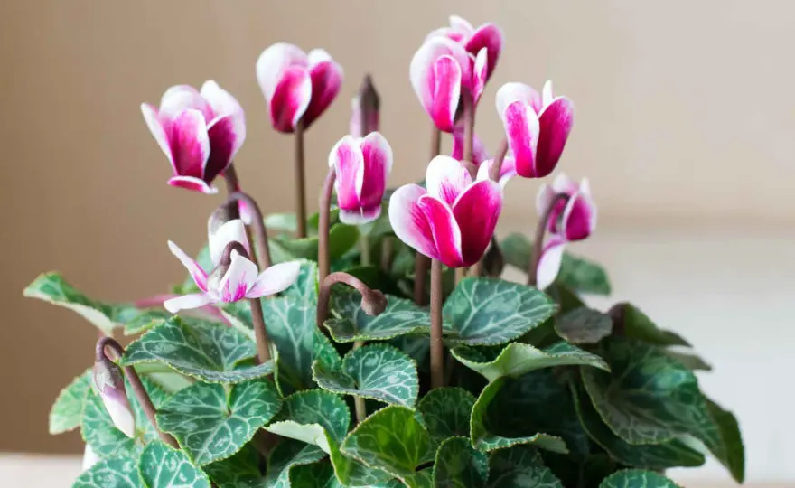 Cyclamen - Le secret pour une floraison durable
