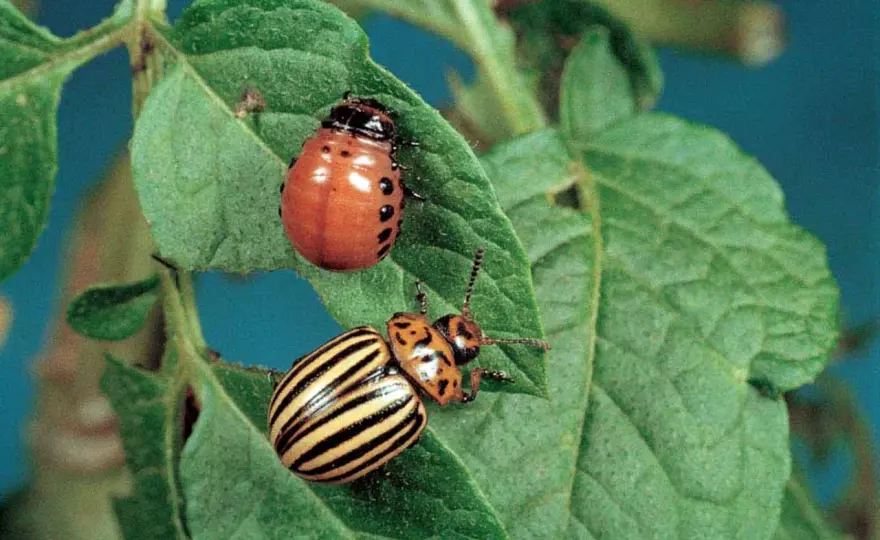Dorifora nera sulle patate - come riconoscerla e fermarla