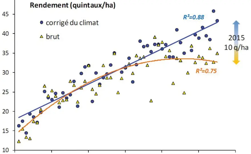 Blé tendre - Rentabilité au-delà du rendement