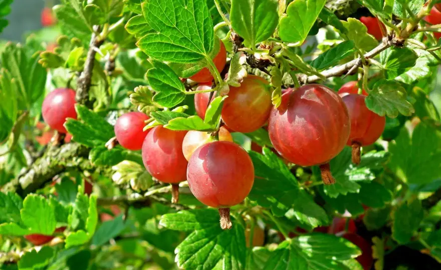 Die besten Stachelbeersorten für Garten, Kübel und Ernte