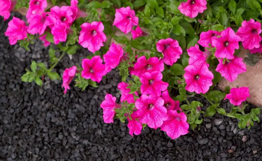 Surfinia vs Petunia - Välj rätt för din sommarplantering!