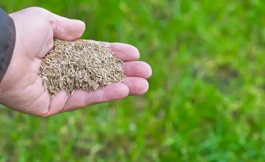 Jak zagęścić trawnik? Skuteczna dosiewka i pielęgnacja!