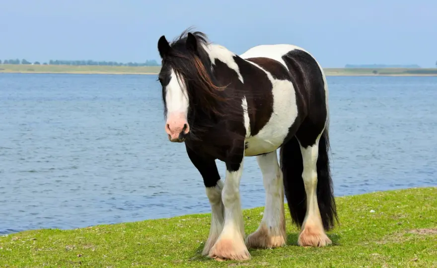 Gypsy Cob - Guide complet avant d'acheter en France