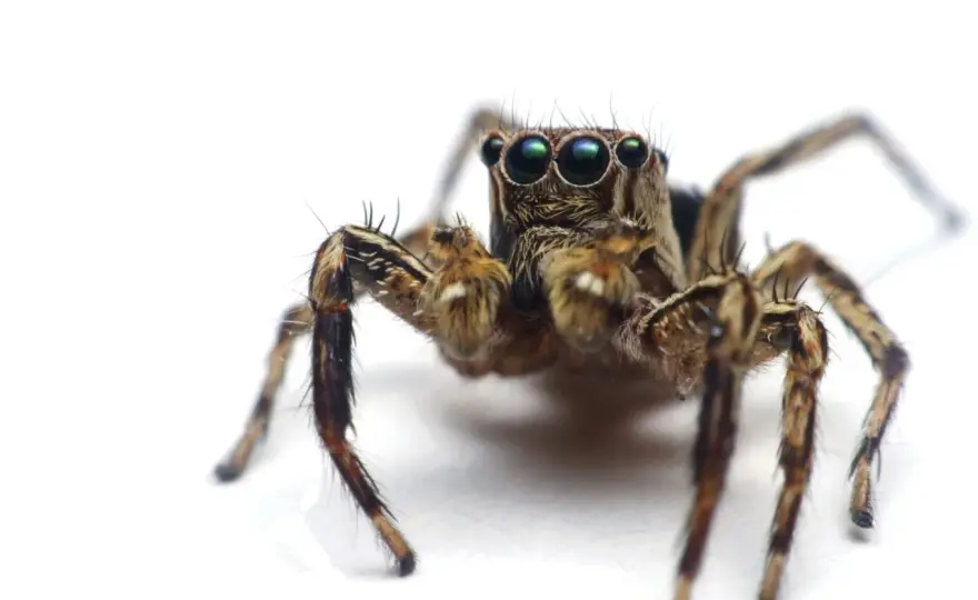 Arachnofobia - Kiedy strach przed pająkami staje się problemem?