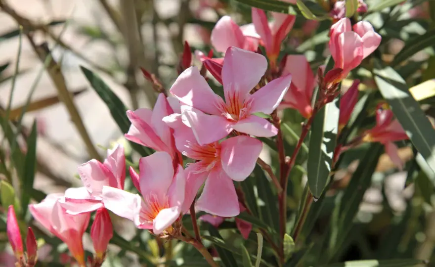 Laurier-rose - Où le planter pour une floraison spectaculaire ?
