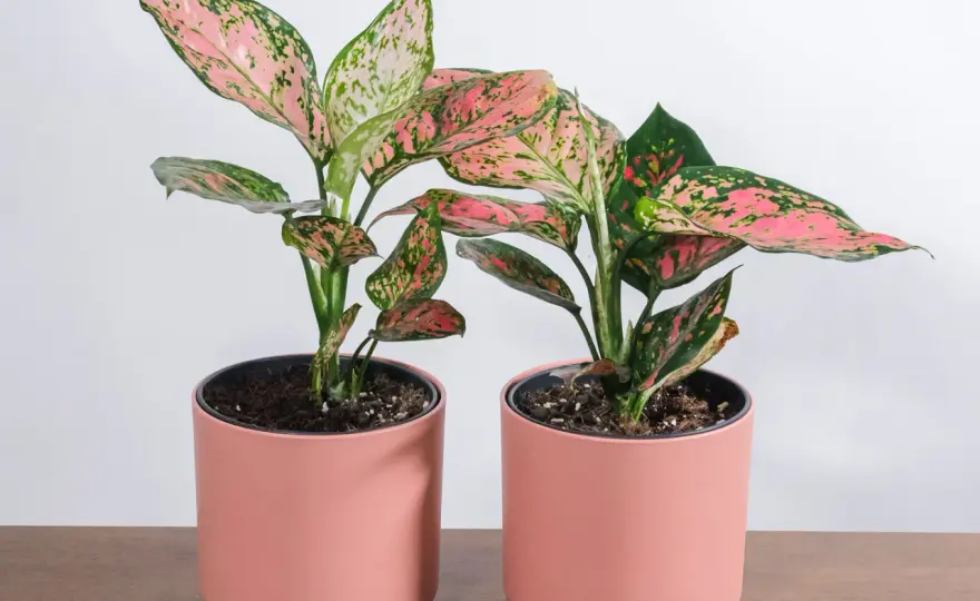 Aglaonema - Czy naprawdę kwitnie? Pielęgnacja i odmiany