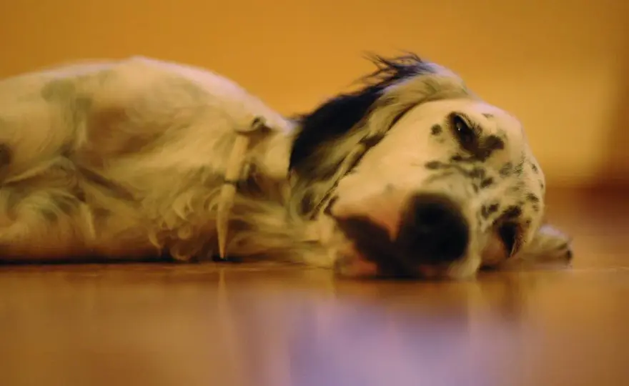 Perro letárgico - ¿Cansancio normal o señal de alerta?
