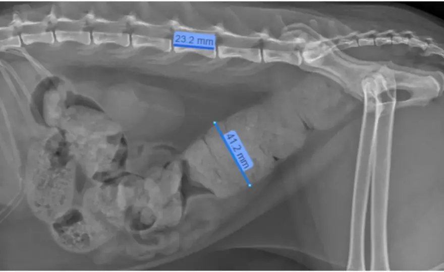 Feline Megacolon - Is It Just Constipation? Find Out Now