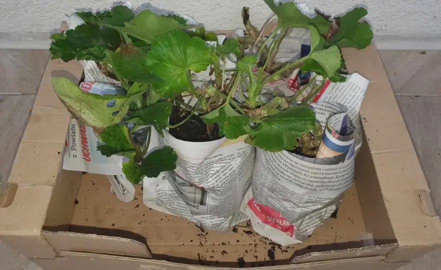 Zimowanie pelargonii w kartonie - Prosty sposób na sukces!