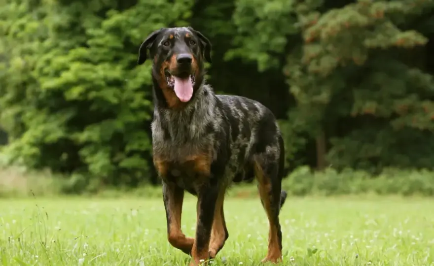 Beauceron - owczarek francuski: czy to pies dla Ciebie?