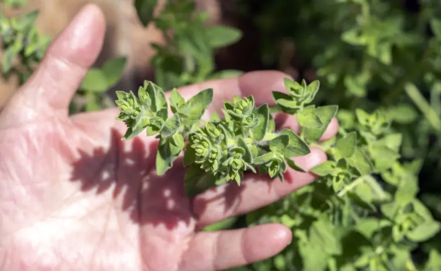 Kwitnienie oregano: kiedy, jak i czy obrywać kwiaty?