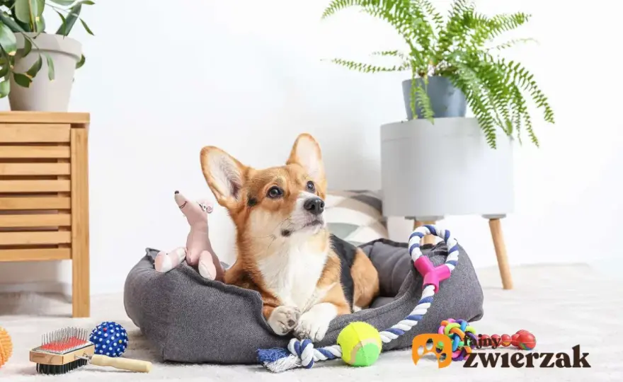 Jak zrobić bezpieczną zabawkę dla psa z butelki? Poradnik DIY