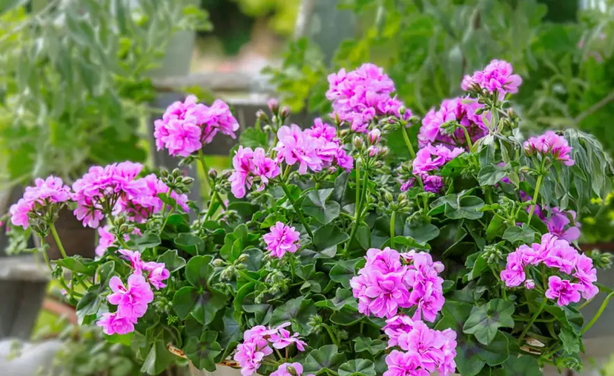 Pelargonia zwisająca pełna - jak ją sadzić i pielęgnować?