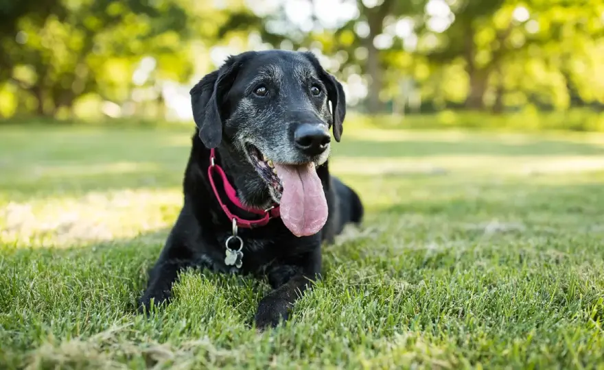 How to Tell How Old a Dog Is - The Complete Guide