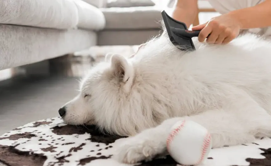 Chute de poils chien - Quand s'inquiéter et que faire ?