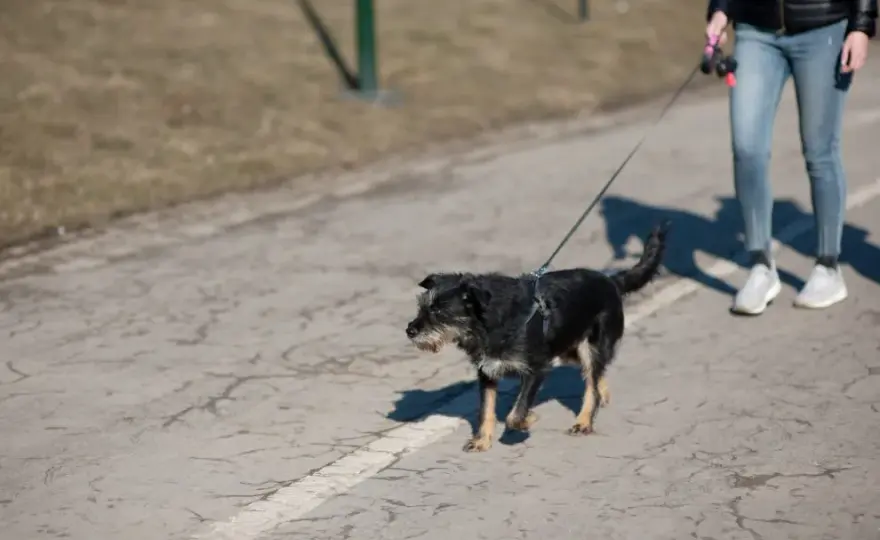 Gdzie na spacer z psem w Krakowie? 20+ idealnych miejsc!