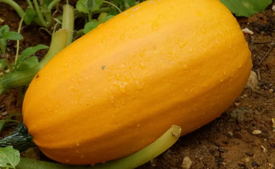 Courge spaghetti - Le guide complet pour une récolte facile