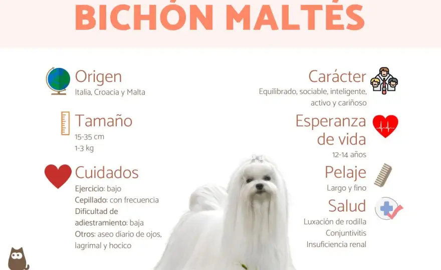 Bichón Maltés - ¿Es para ti? Cuidados, carácter y salud
