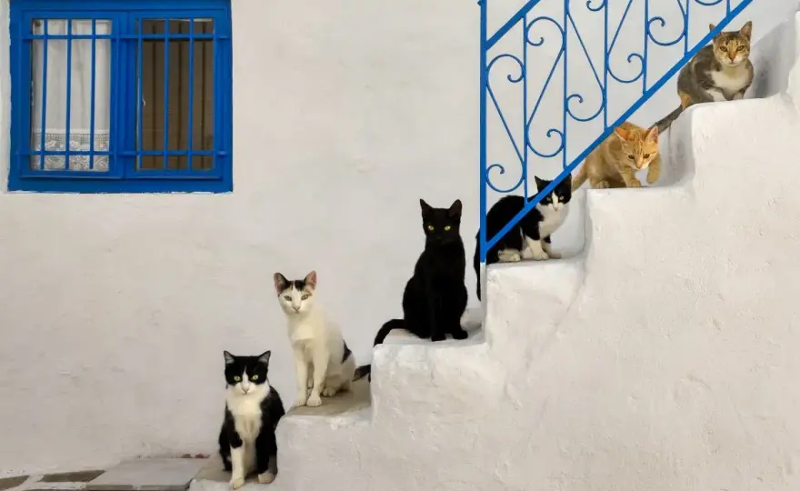 ¿Hasta qué edad crecen los gatos? La verdad sobre su desarrollo