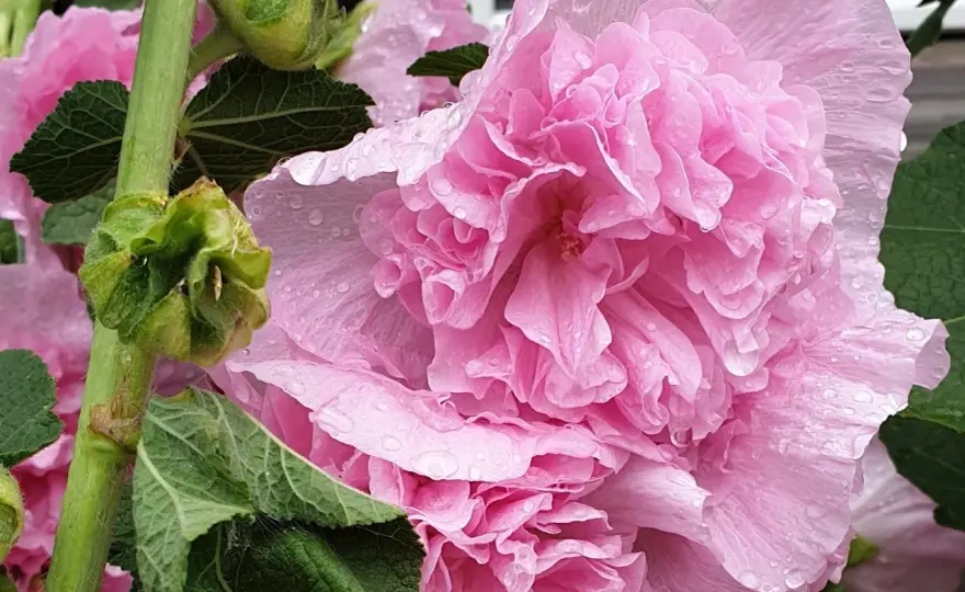 Odla stockrosor – Så lyckas du från frö till blomning