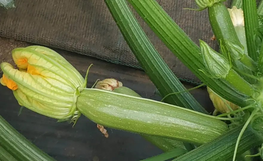 Tipi di zucchine: quali scegliere per orto e vaso