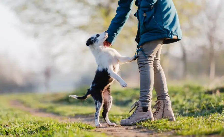 Hund springt Menschen an - so wird die Begrüßung endlich ruhig