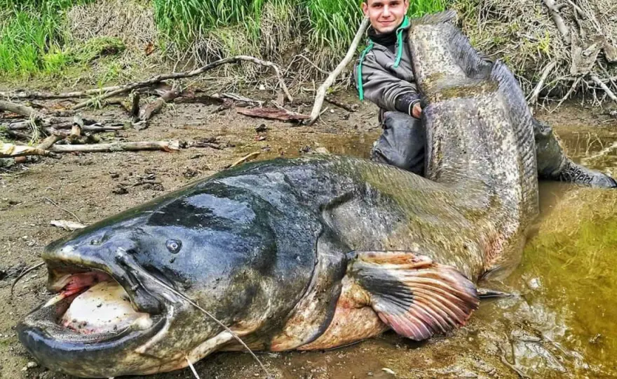 Ile lat żyją sumy? Nawet 80! Wiek, rozmiar i rekordy