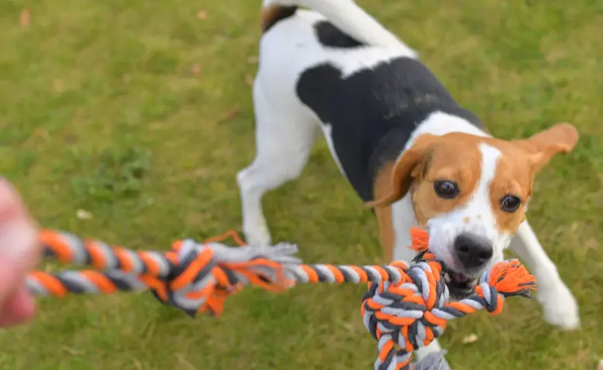 Aus-Kommando beim Hund richtig aufbauen - so klappt's