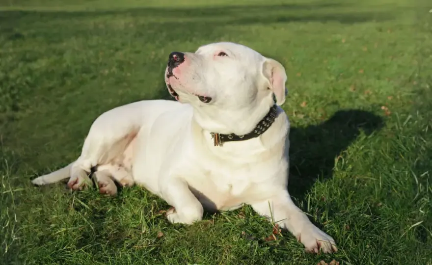 Cachorro Dogo Argentino - Guía completa para una buena base
