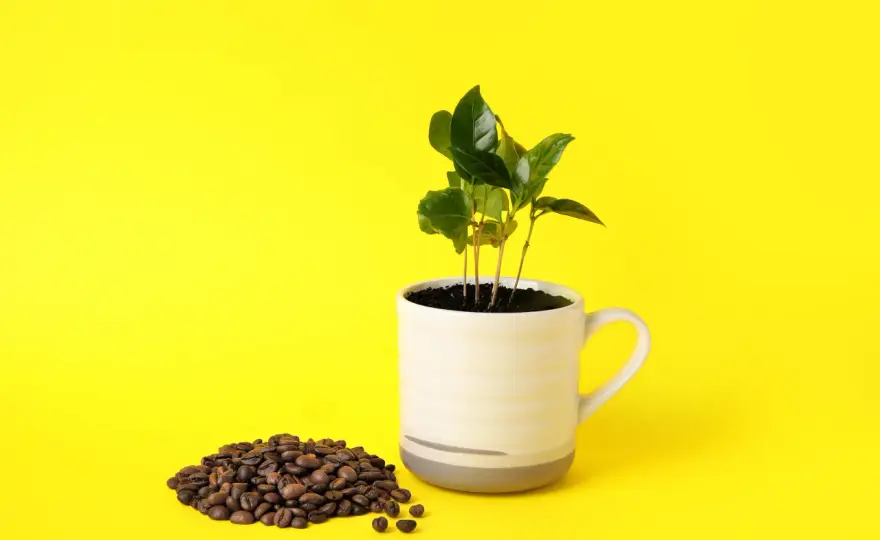 Caffè: dalla pianta alla tazza - Le fasi che contano davvero